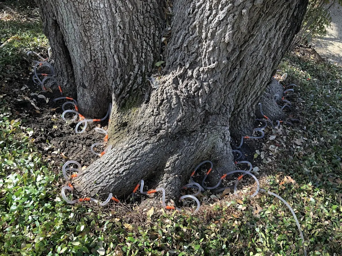 Detailed Tree Cabling and Bracing job site in Big Rock