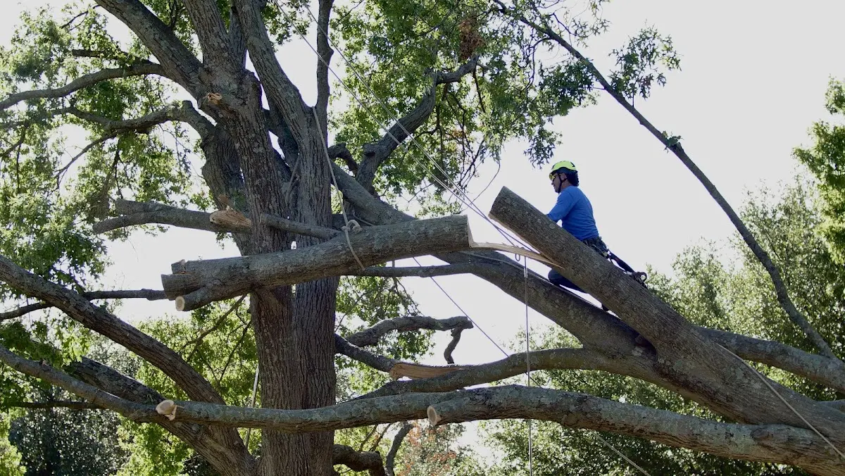 Professional Hazardous Tree Removal performed by certified arborists in Big Rock