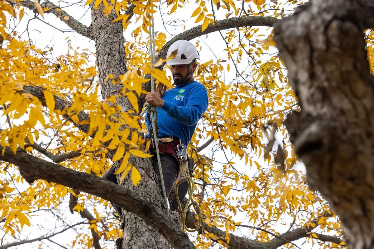 Skilled Tree Pruning crew working in Big Rock
