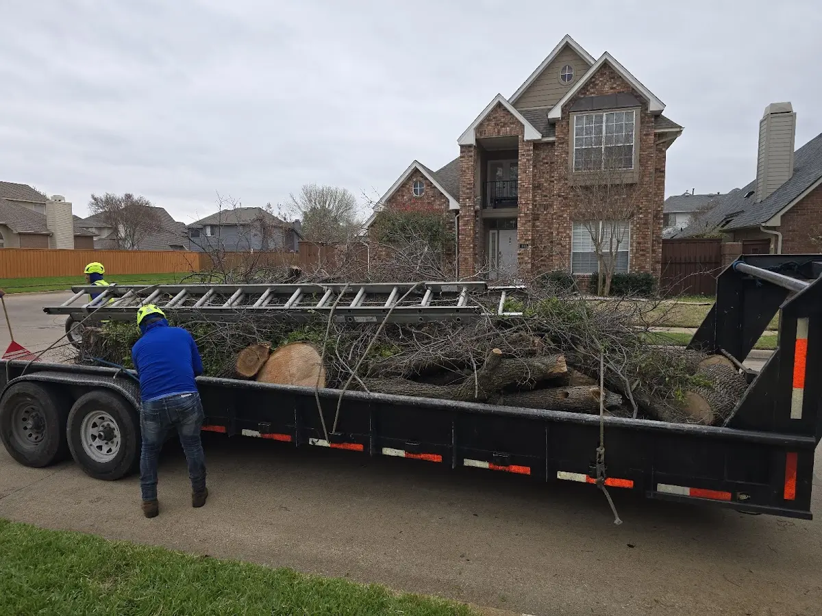 Expert Tree Removal with proper safety equipment in Big Rock